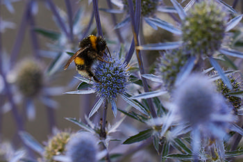 Bees on Echinops 2024 2 This macro photograph captures bees on Echinops plants during a summer afternoon. The main subject of the image consists of insects actively feeding on the spiky, globe-like flower heads of Echinops, with the intricate details of both the plants and the bees highlighted. The composition focuses on the interaction between the insects and their host plants, showing the vibrant structure of Echinops in full bloom. There are no prominent geographical landmarks visible, and the photograph emphasizes the close-up view typical of macro photography. The lighting and coloration suggest that the image was taken in natural daylight typical of mid to late afternoon in the summer season.